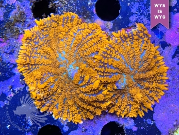 Rhodactis